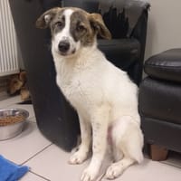 Pandora, chienne à adopter