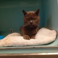 COSTOS, chat à adopter