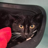 TEMPETE QCT, chat à adopter