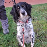 LIPTA, chienne à adopter