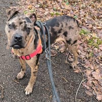 Litha PAA24059, chienne à adopter