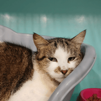 ALASKA, chatte à adopter