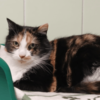 TROMPETTE, chatte à adopter