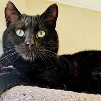 PHOLIOTE QCT, chat à adopter