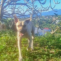 Rio, je suis le plus heureux, chien à adopter