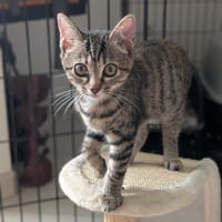KATE, chatte à adopter