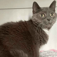 Dusty, female cat to adopt
