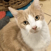 Roger and Horace, cat to adopt