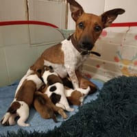 La tendre AYA !, chienne à adopter