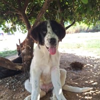 Lazlo, chien à adopter