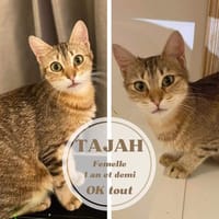 Tajah, chatte à adopter