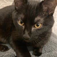 API, chat à adopter