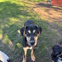 Benito, chien à adopter