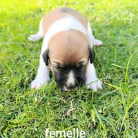 Mia la petite câline, chienne à adopter