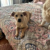 Top Bro, chien à adopter