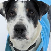 Vador l'adorable petit guerrier tripatte, chien à adopter