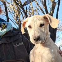 Lucie, chienne à adopter