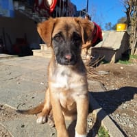 Manon, chienne à adopter