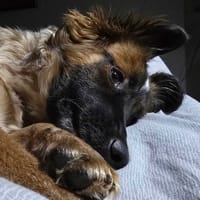 Maja, suczka do adopcji