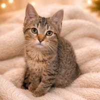 CALLUM, chat à adopter