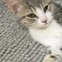 Tristan, chat à adopter