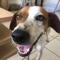 RUBEN, chien à adopter