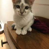 Hortense, chatte à adopter