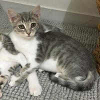 Simonetta, chatte à adopter