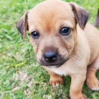 LUNA bébé à croquer, chienne à adopter