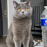 Yuki, chatte à adopter