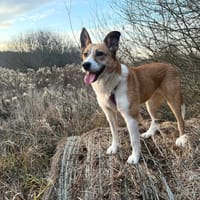 Bogotka, suczka do adopcji