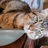 Piou, chat à adopter