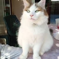Sushi, chat à adopter