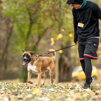 Fenir , pies do adopcji