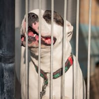 Kifer, pies do adopcji