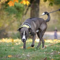 Thanos, pies do adopcji