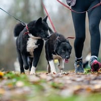 Apo, pies do adopcji