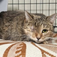 Miranda, kotka do adopcji