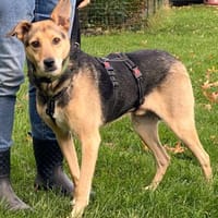 schüchterner Benny (Tierschutz), Hund zur Adoption