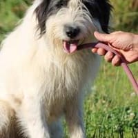 Muri - hübscher Wuschelrüde, Hund zur Adoption