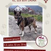 Emma sucht ein liebevolles Zuhause, Hündin zur Adoption