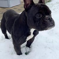 Knutschkugel Wilma (Tierschutz), Hündin zur Adoption