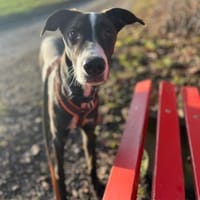 ausgeglichener Junghund (Tierschutz), Hund zur Adoption