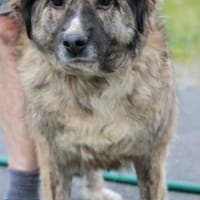 Minka - zutraulich u. kinderlieb, Hündin zur Adoption