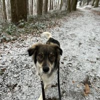 Max sucht erfahrenes zu Hause, Hund zur Adoption