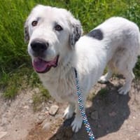 Liebevoller verträglicher Riese Sam, Hund zur Adoption