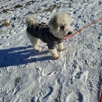 Lumpi sucht sein Für-immer-Zuhause, Hund zur Adoption