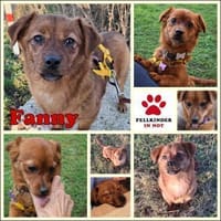 Fanny Pekinese Mischling Hündin Junghund, Hündin zur Adoption