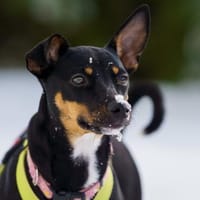 Blacky4 sucht ein Zuhause, Hündin zur Adoption