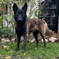 Agi, Hund zur Adoption